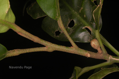 Aglaia simplicifolia